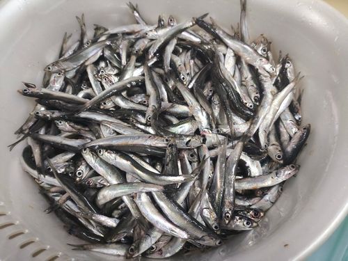 カタクチイワシの釣果