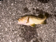 シマゾイの釣果