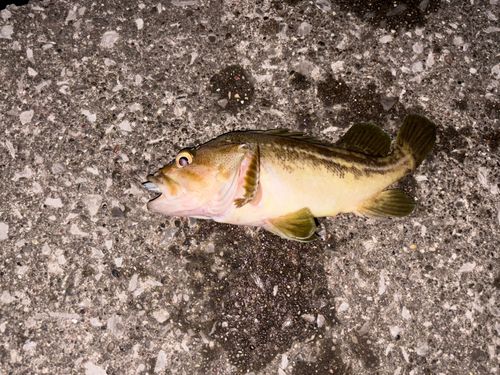 シマゾイの釣果