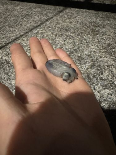 イカの釣果