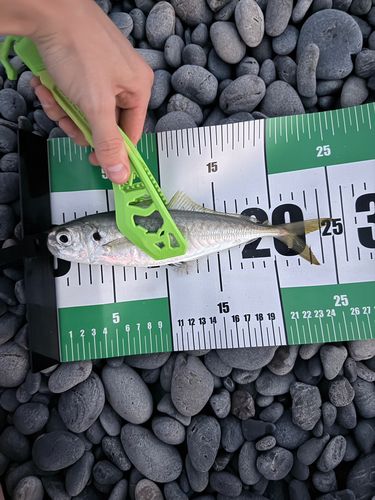 マアジの釣果