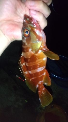 アカハタの釣果