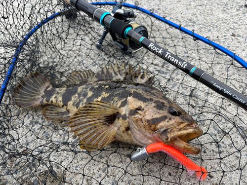 ベッコウゾイの釣果