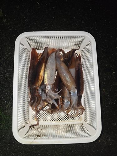 スルメイカの釣果