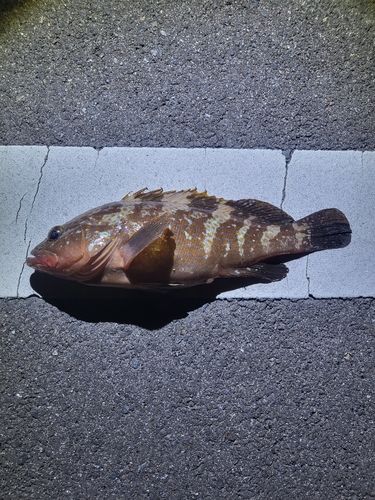 アコウの釣果