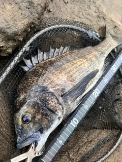 チヌの釣果