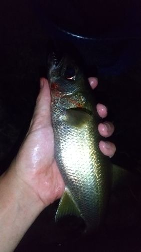 ムツの釣果