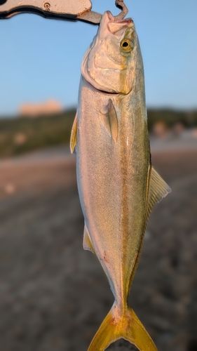 イナダの釣果