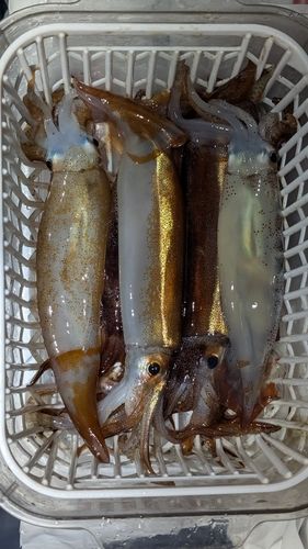 スルメイカの釣果