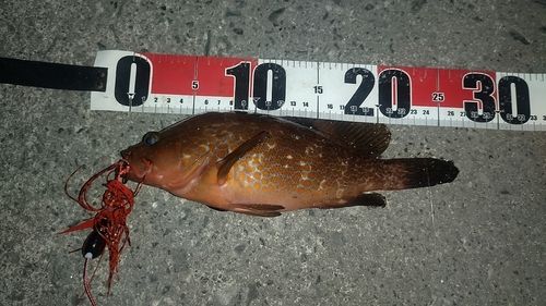 アコウの釣果