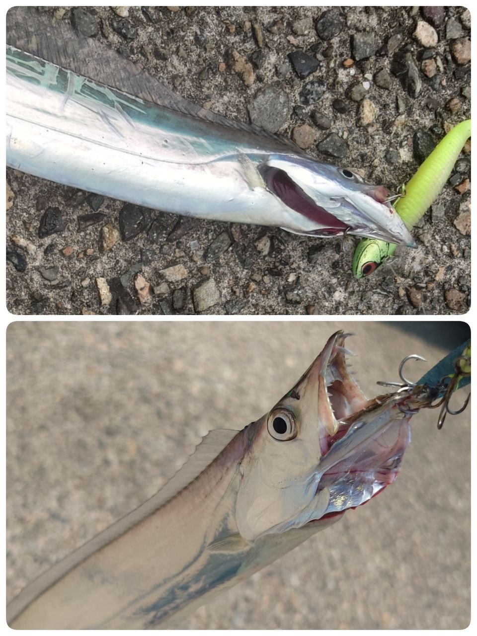 SHIMANO 19セフィア リミテッド S85MLの最安値・インプレ・釣果 | 本音