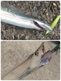 タチウオの釣果
