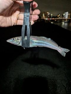 シロギスの釣果