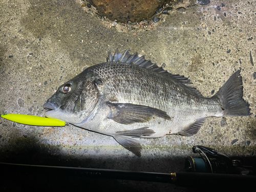 クロダイの釣果