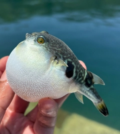 トラフグの釣果