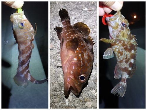 アコウの釣果