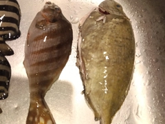ヒイラギの釣果