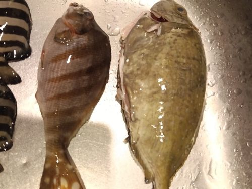 ヒイラギの釣果