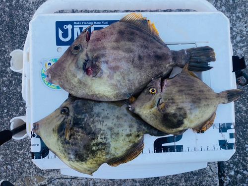 カワハギの釣果
