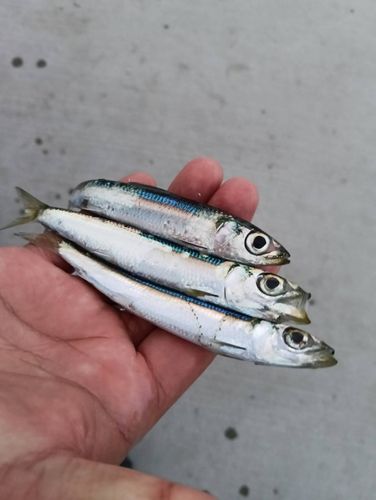 ウルメイワシの釣果