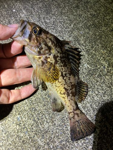ソイの釣果