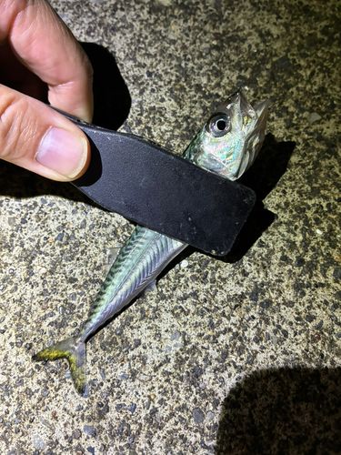 サバの釣果