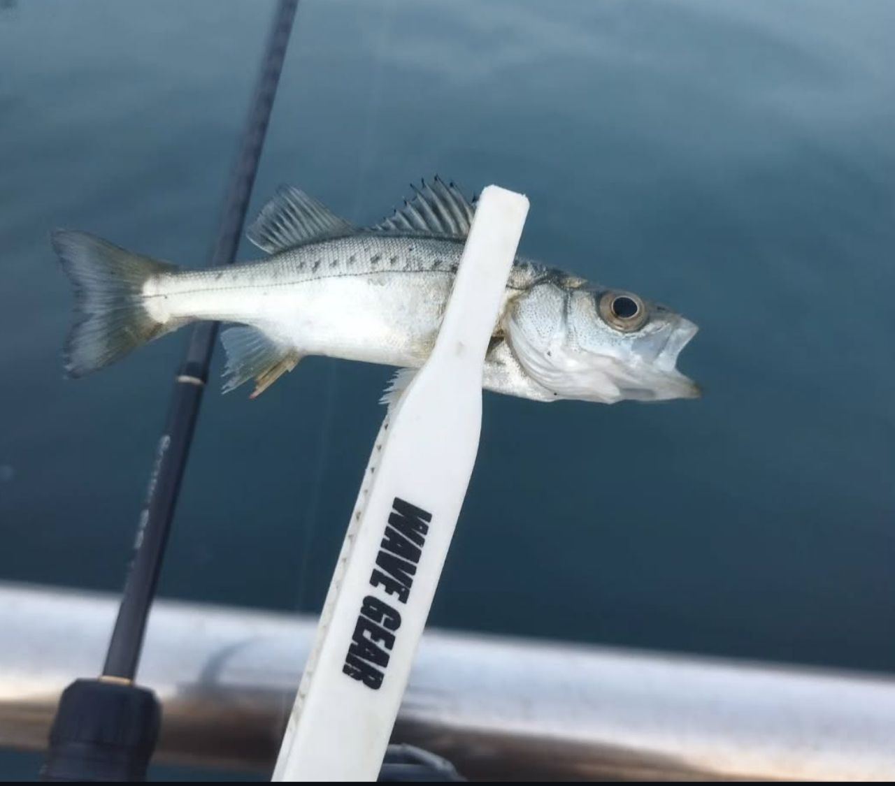 SHIMANO 22ソアレ SS アジング S58UL-Sの最安値・インプレ・釣果