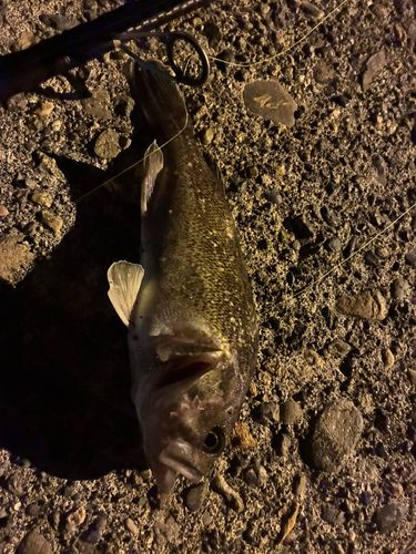 ソイの釣果