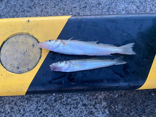 シロギスの釣果