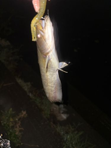ナマズの釣果