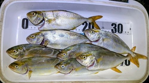 ショゴの釣果