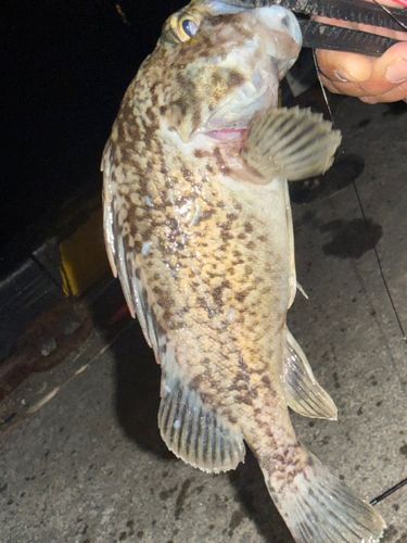 ソイの釣果