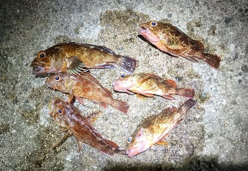 ガシラの釣果