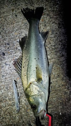 フッコ（マルスズキ）の釣果
