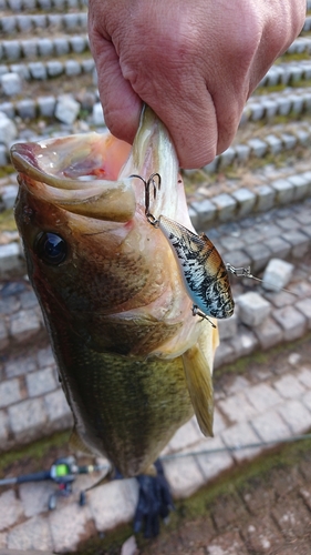 ラージマウスバスの釣果