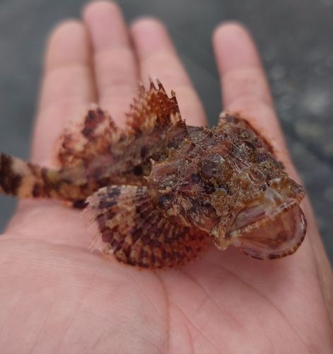 オニカサゴの釣果
