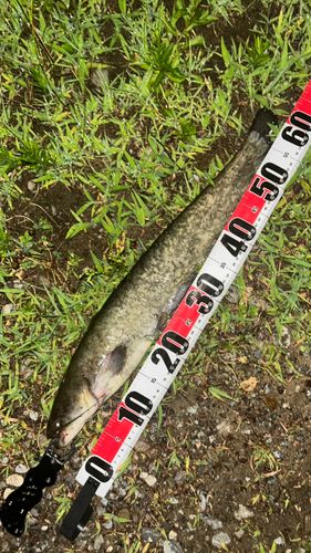 ナマズの釣果