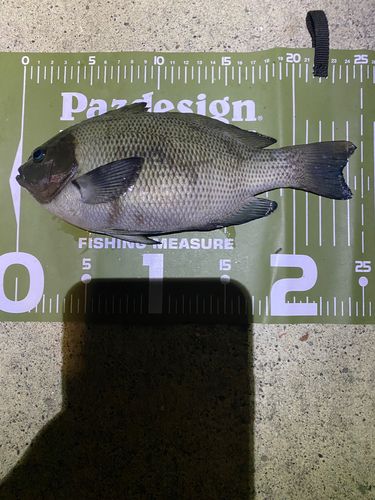 メジナの釣果