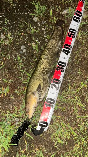 ナマズの釣果