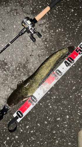 ナマズの釣果