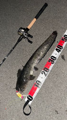 ナマズの釣果