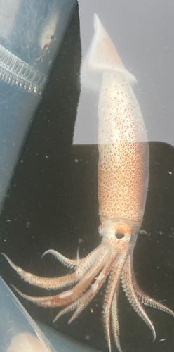 ヒイカの釣果
