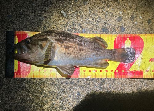 クロソイの釣果