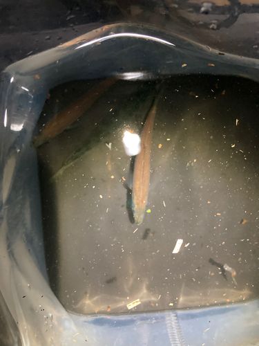 マアジの釣果