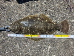 ヒラメの釣果