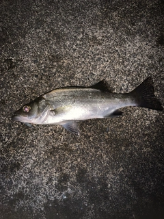 セイゴ（ヒラスズキ）の釣果