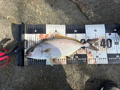 シオの釣果