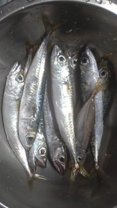サバの釣果