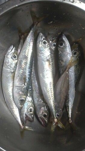 サバの釣果