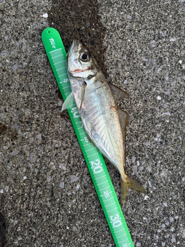 マアジの釣果